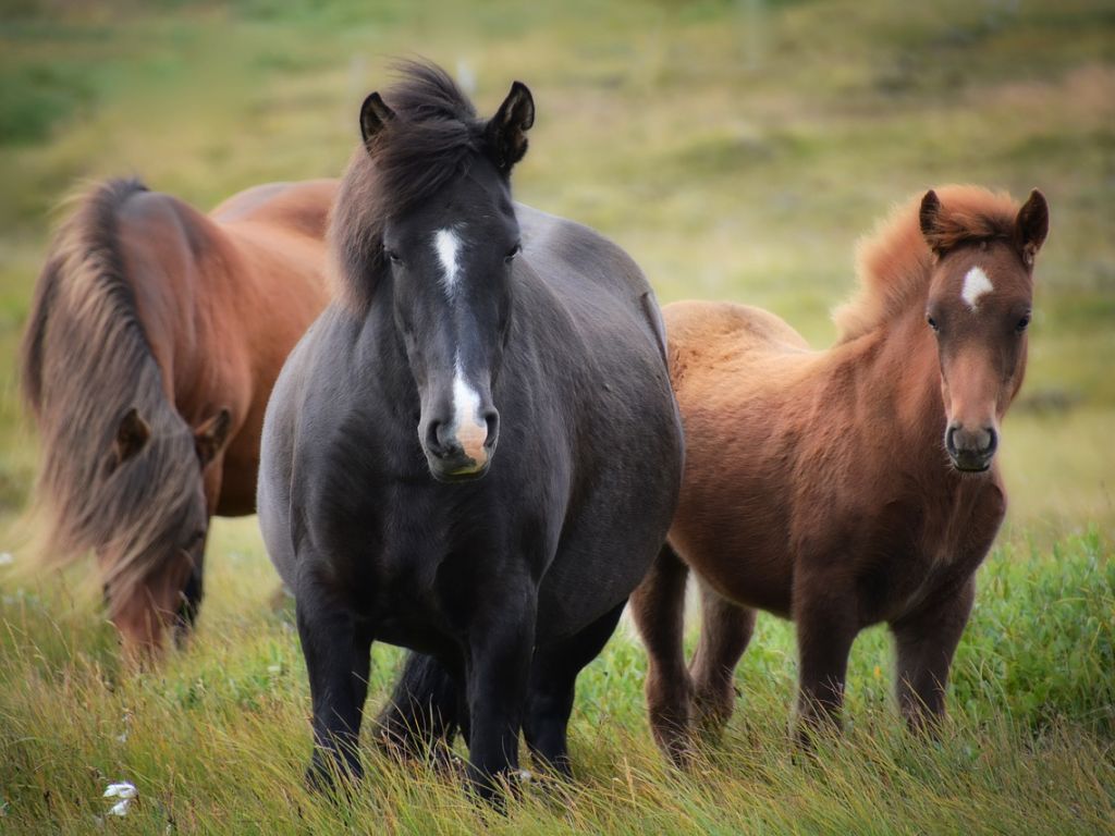 Sonhos Significado: sonhar com Cavalo bravo