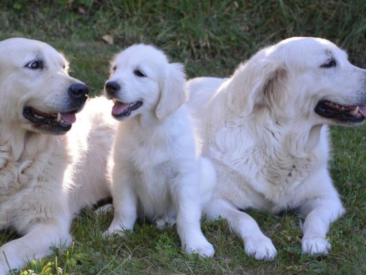 Animais