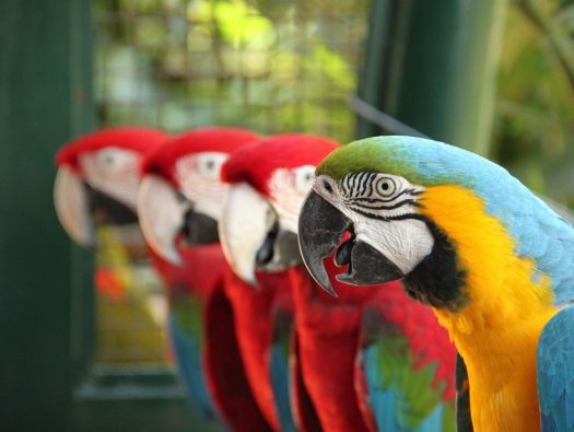 Arara