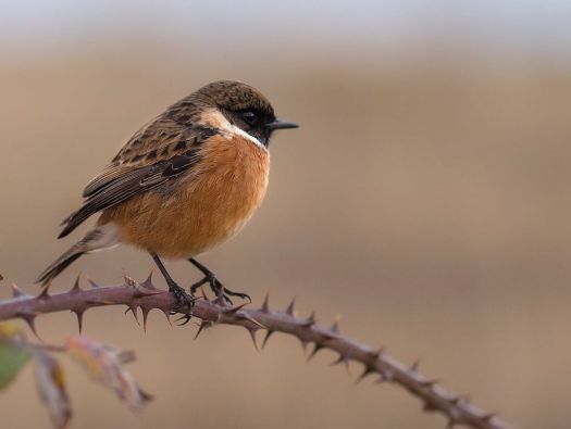Aves