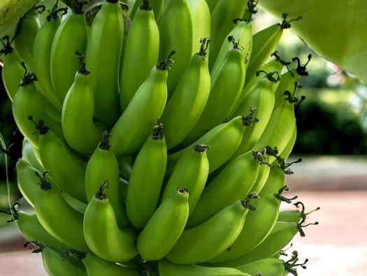 Banana Verde