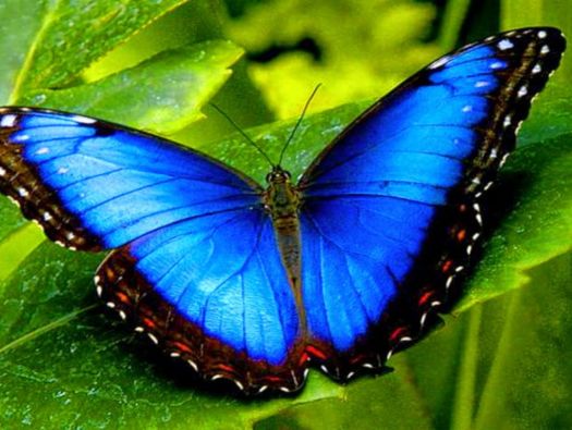 Borboleta