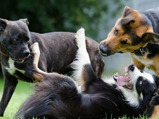 Briga de cães