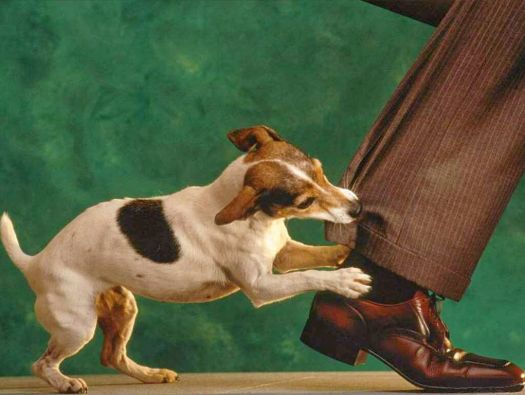 Cachorro Mordendo