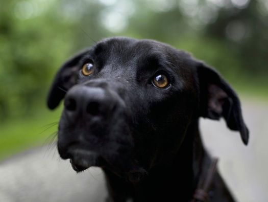 Cachorro Preto