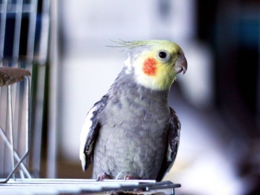 Calopsita