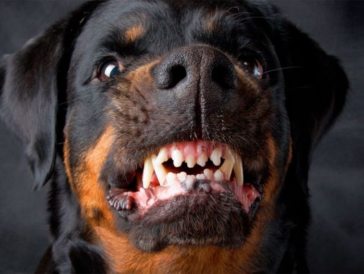 Cão raivoso