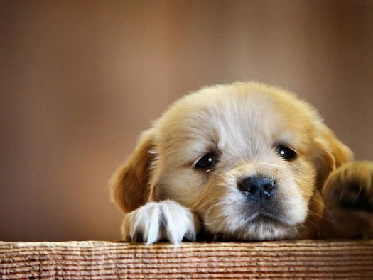 Cão