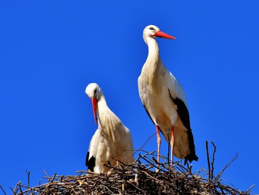 Cegonha