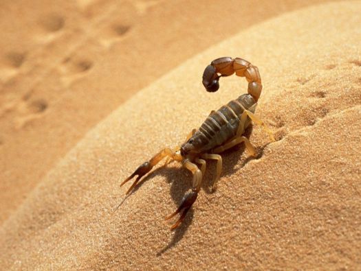 Escorpião