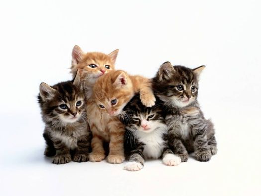 Filhote de Gato