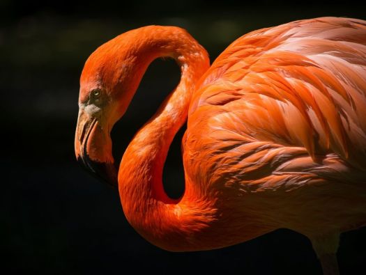 Sonhar com Flamingo - Sonhos.info