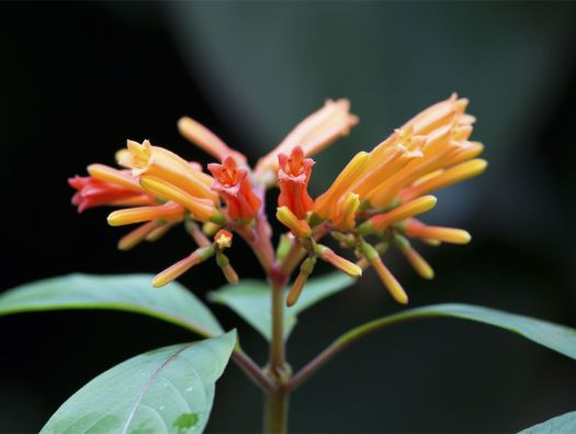 Flor
