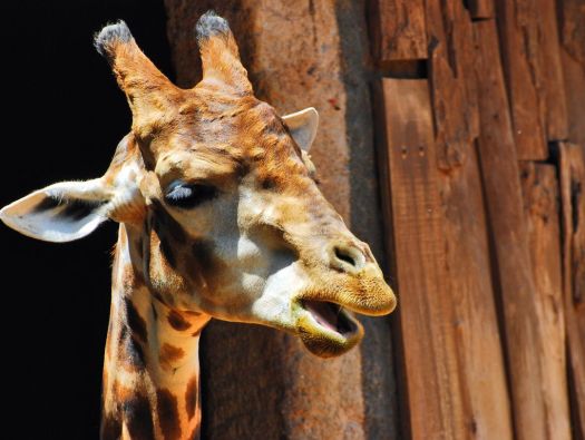 Girafa
