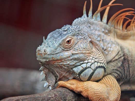 Iguana