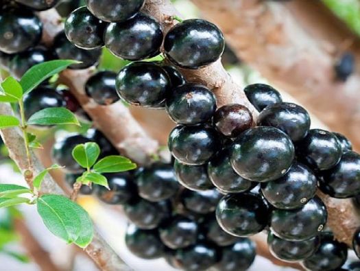 Jabuticaba