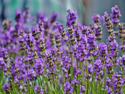 Lavanda