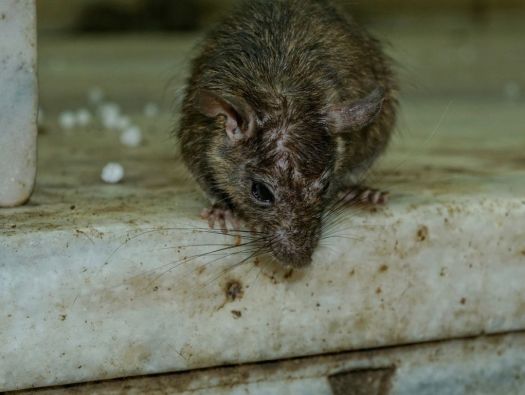 Matando Rato