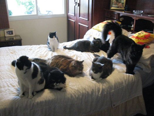 Muitos gatos