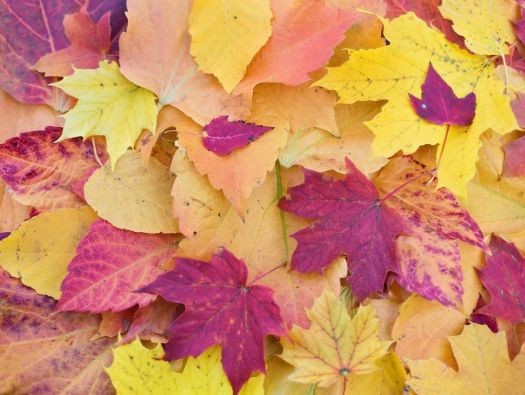 Novembro