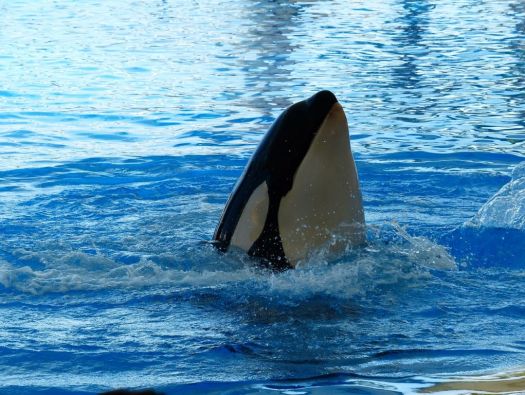 Orca