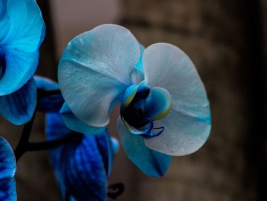 Orquidea