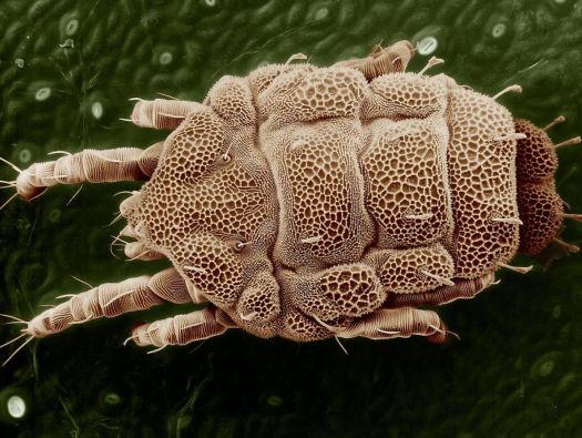 Parasita