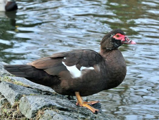 Pato