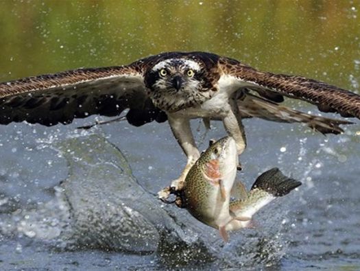 Pegando Peixe
