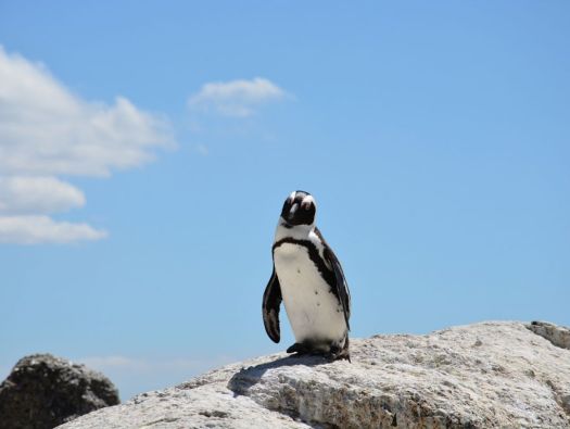 Pingüim