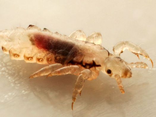 Piolho
