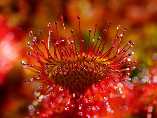 Planta carnivora