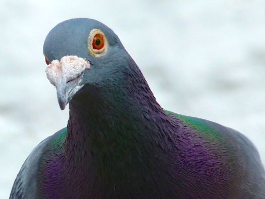 Pombo