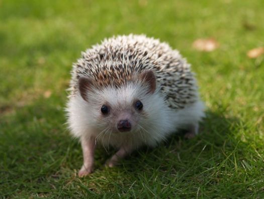 Porco espinho