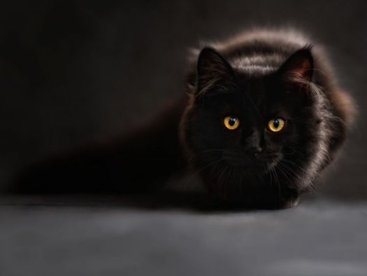 Preto