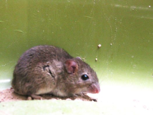 Rato