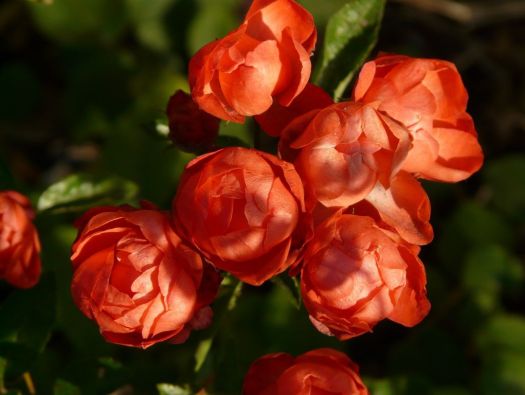 Roseira