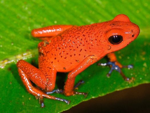 Sapo Vermelho