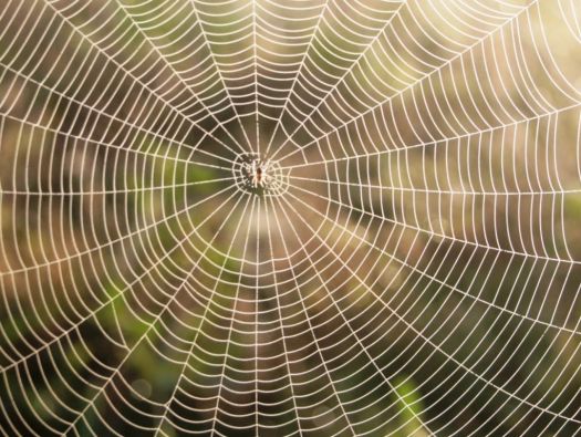 Teia de aranha