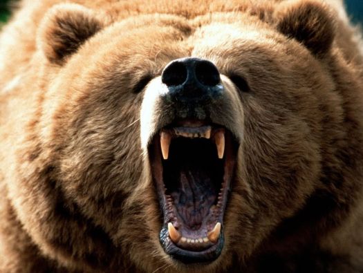 Urso