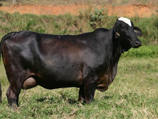 Vaca Preta