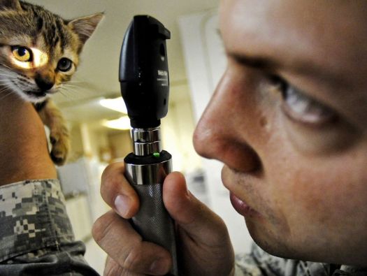 Veterinário