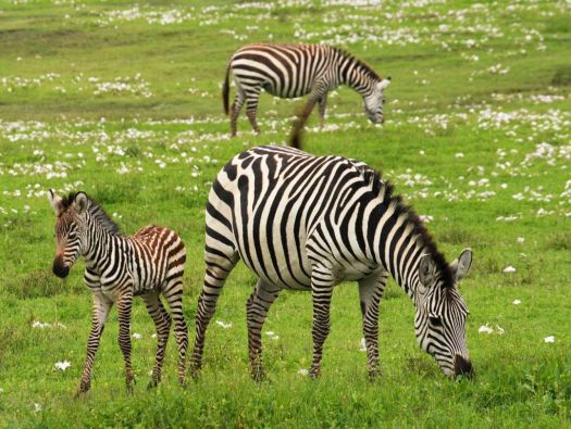 Zebra