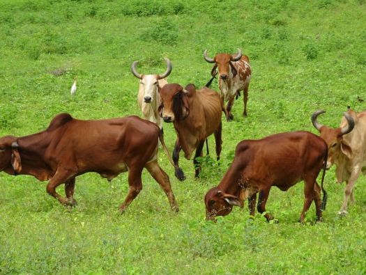 Zebu
