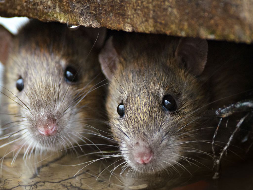 Significado de Sonhar com Ratos