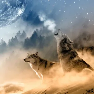 Sonhar com Alcatéia de lobos - Sonhos.info