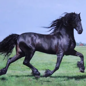 Sonhar com Cavalo preto - Sonhos.info