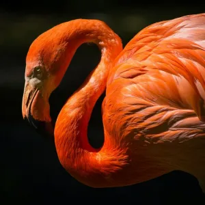 Sonhar com Flamingo - Sonhos.info