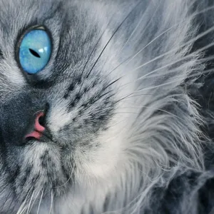 Sonhar com Gato Azul - Sonhos.info