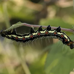 Larva